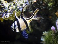 Acquario Montecarlo 2