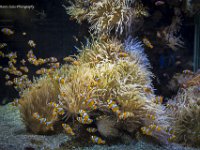 Acquario Montecarlo 3